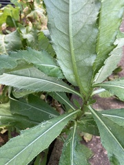 Cirsium arvense