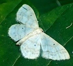 Idaea biselata