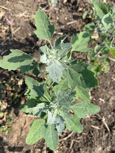 Chenopodium image