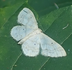 Idaea biselata