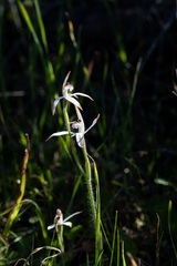 Caladenia hirta