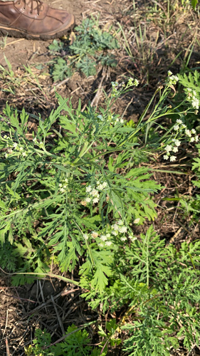Santa Maria feverfew