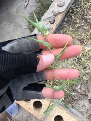 Urochloa reptans