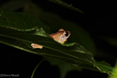 Pseudophilautus amboli