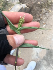 Urochloa reptans
