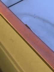 Lepidodactylus lugubris