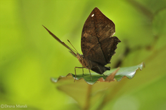 Kallima horsfieldii