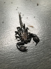 Heterometrus thorellii