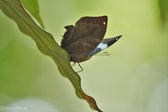 Kallima horsfieldii