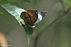 Kallima horsfieldii