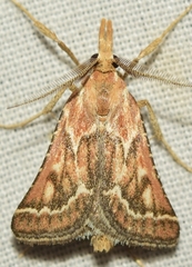 Synaphe oculatalis