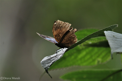 Kallima horsfieldii
