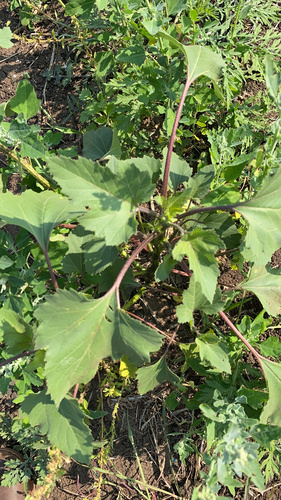 rough cocklebur