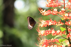 Papilio clytia clytia