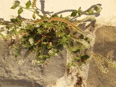 Heliotropium hirsutissimum