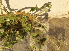 Heliotropium hirsutissimum