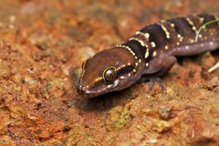 Hemidactylus triedrus