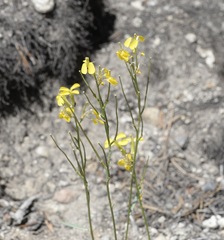 Erysimum perenne