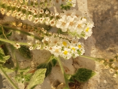 Heliotropium hirsutissimum