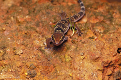 Hemidactylus triedrus