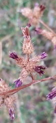 Arctium umbrosum