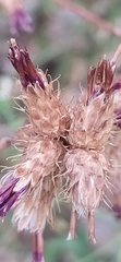 Arctium umbrosum