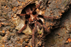 Thrigmopoeus truculentus