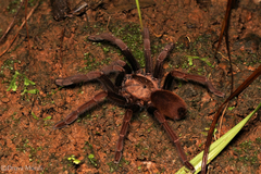 Thrigmopoeus truculentus