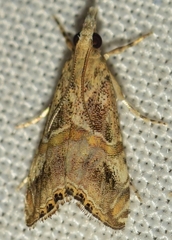 Euchromius cambridgei
