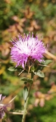 Centaurea iberica