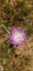 Centaurea iberica