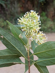 Buddleja pulchella