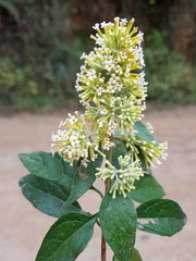 Buddleja pulchella