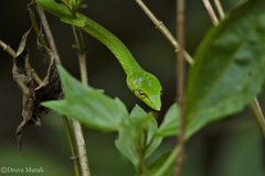 Ahaetulla farnsworthi