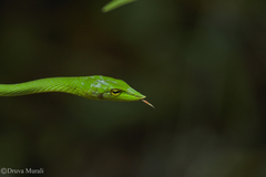 Ahaetulla farnsworthi