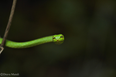 Ahaetulla farnsworthi