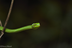 Ahaetulla farnsworthi