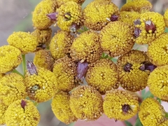 Rhopalomyia tanaceticola