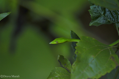 Ahaetulla farnsworthi