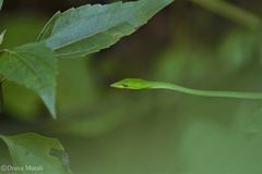 Ahaetulla farnsworthi