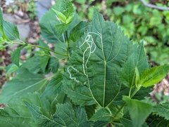 Liriomyza eupatoriella