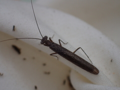 Perlamantis alliberti