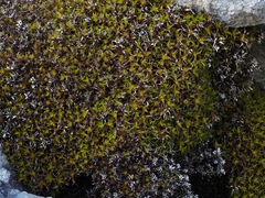 Syntrichia calcicola