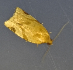 Paramesia gnomana