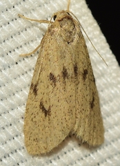 Apaidia barbarica