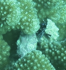 Drupella cornus