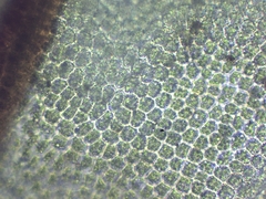 Syntrichia calcicola