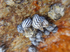 Echinolittorina