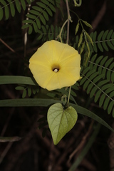Ipomoea ochracea