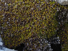 Syntrichia calcicola